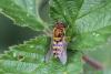 Syrphus sp.